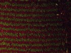 范登伯格 海龍II世代 地毯