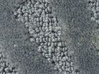 Calla Lily 海芋系列 地毯