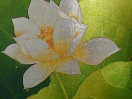 GOLDEN FLOWERS 黃金甲 壁紙  GMD600