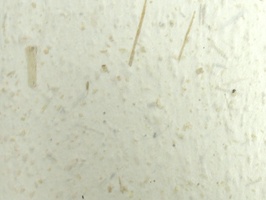 XSELECT 壁紙  SG-191