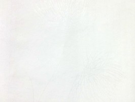 Soffione 壁紙 295 275