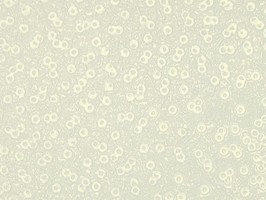 Miracle 金殿 壁紙  421903