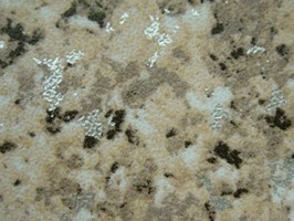 OA雲碧1.5mm系列 塑膠地磚 1582