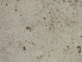 FINE 1000 壁紙  FE-8744