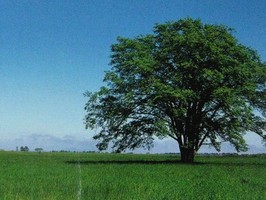 Photowall 風景壁紙  4080