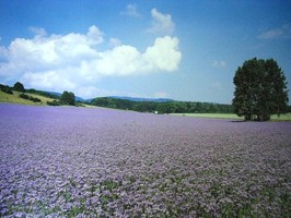 Photowall 風景壁紙  8025