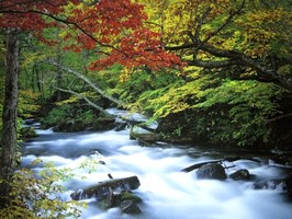 Photowall 風景壁紙  8026