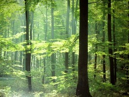 Photowall 風景壁紙  8033
