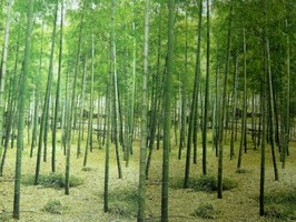 Photowall 風景壁紙  8061