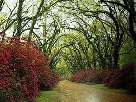 Photowall 風景壁紙  8069
