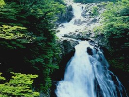 雅朵E彩捲簾  238