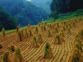 雅朵E彩捲簾  241