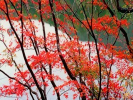 雅朵E彩捲簾  245