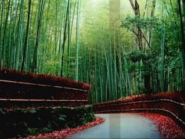 雅朵E彩捲簾  260-3