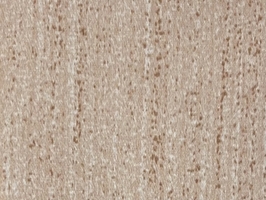 湘菀VI CURTAIN 窗簾布 窗簾  S3051-5~S5006-23 S3083-1