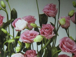 HD Digital Print 風景壁紙  HD001h
