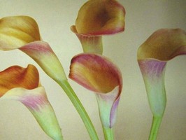 HD Digital Print 風景壁紙  HD013h