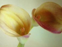 HD Digital Print 風景壁紙  HD014h