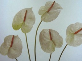 HD Digital Print 風景壁紙  HD026h