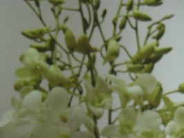 HD Digital Print 風景壁紙  HD031s