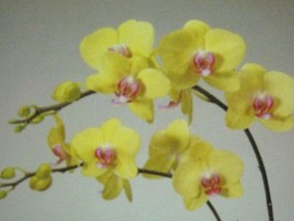 HD Digital Print 風景壁紙  HD033h
