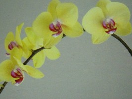 HD Digital Print 風景壁紙  HD036h