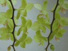 HD Digital Print 風景壁紙  HD042h