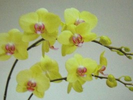 HD Digital Print 風景壁紙  HD043h
