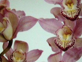 HD Digital Print 風景壁紙  HD048s