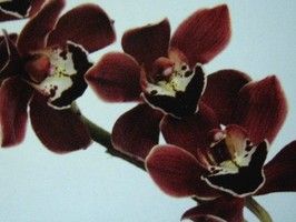HD Digital Print 風景壁紙  HD053h