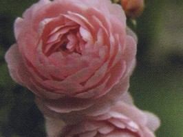 HD Digital Print 風景壁紙  HD071s