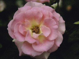 HD Digital Print 風景壁紙  HD089h