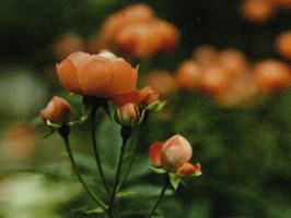 HD Digital Print 風景壁紙  HD091h