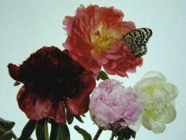 HD Digital Print 風景壁紙  HD116h