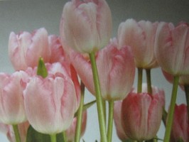 HD Digital Print 風景壁紙  HD121h
