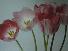 HD Digital Print 風景壁紙  HD122h