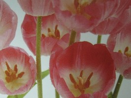 HD Digital Print 風景壁紙  HD126h