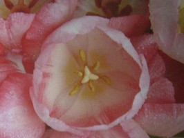 HD Digital Print 風景壁紙  HD129h