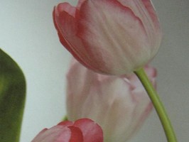 HD Digital Print 風景壁紙  HD130s