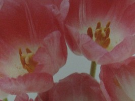 HD Digital Print 風景壁紙  HD139s