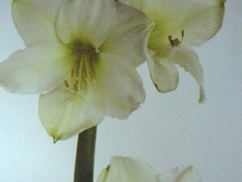 HD Digital Print 風景壁紙  HD144s