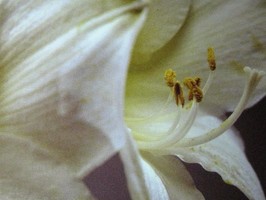 HD Digital Print 風景壁紙  HD146h