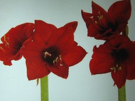 HD Digital Print 風景壁紙  HD147h