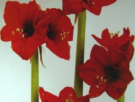 HD Digital Print 風景壁紙  HD148s