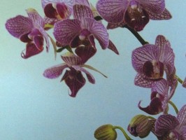 HD Digital Print 風景壁紙  HD157s