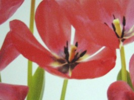 HD Digital Print 風景壁紙  HD159h