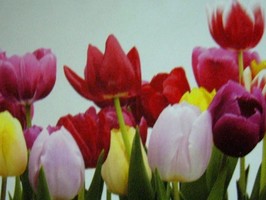 HD Digital Print 風景壁紙  HD160h