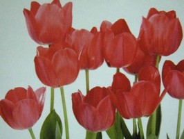 HD Digital Print 風景壁紙  HD163h