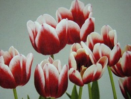 HD Digital Print 風景壁紙  HD164h