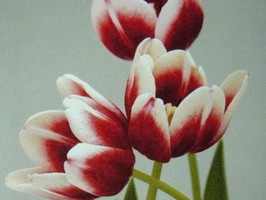 HD Digital Print 風景壁紙  HD165s